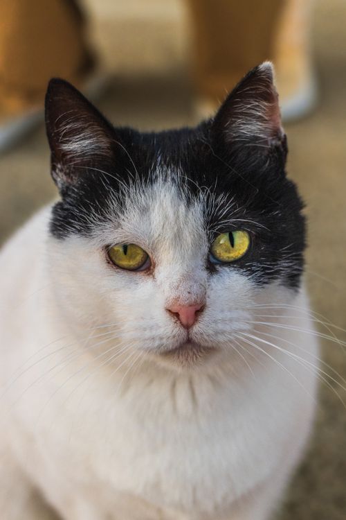 Free A detailed close-up portrait of a black and white cat with yellow eyes staring into the camera. Stock Photo