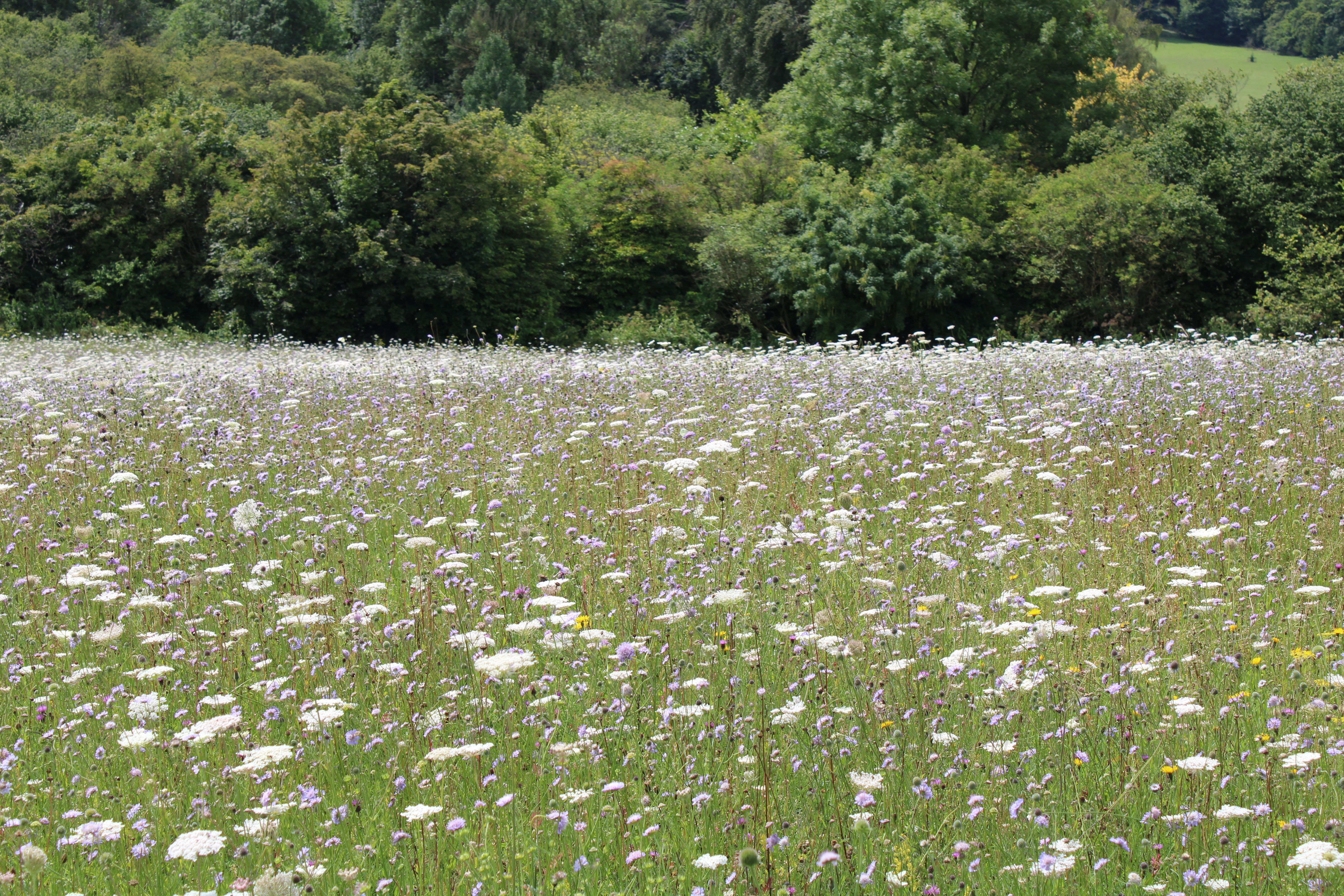 Beautiful summer wildflower meadow in Highclere, England, showcasing a vibrant array of diverse flowers.
