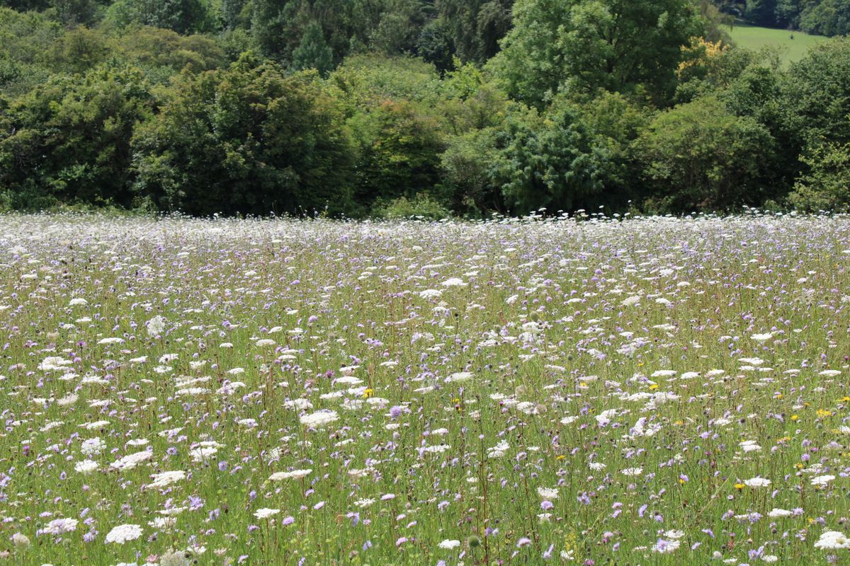 Westhope Green Burial Ground, Shropshire