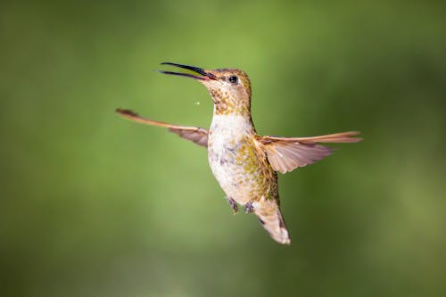 Close Up of Hummingbird