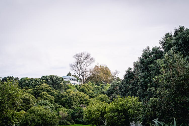 White House Among Trees