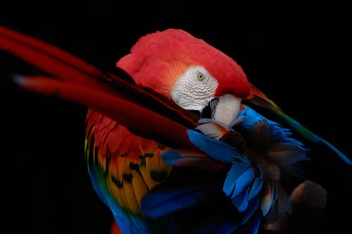 Gratis Immagine gratuita di avvicinamento, fotografia di animali, multicolore Foto a disposizione