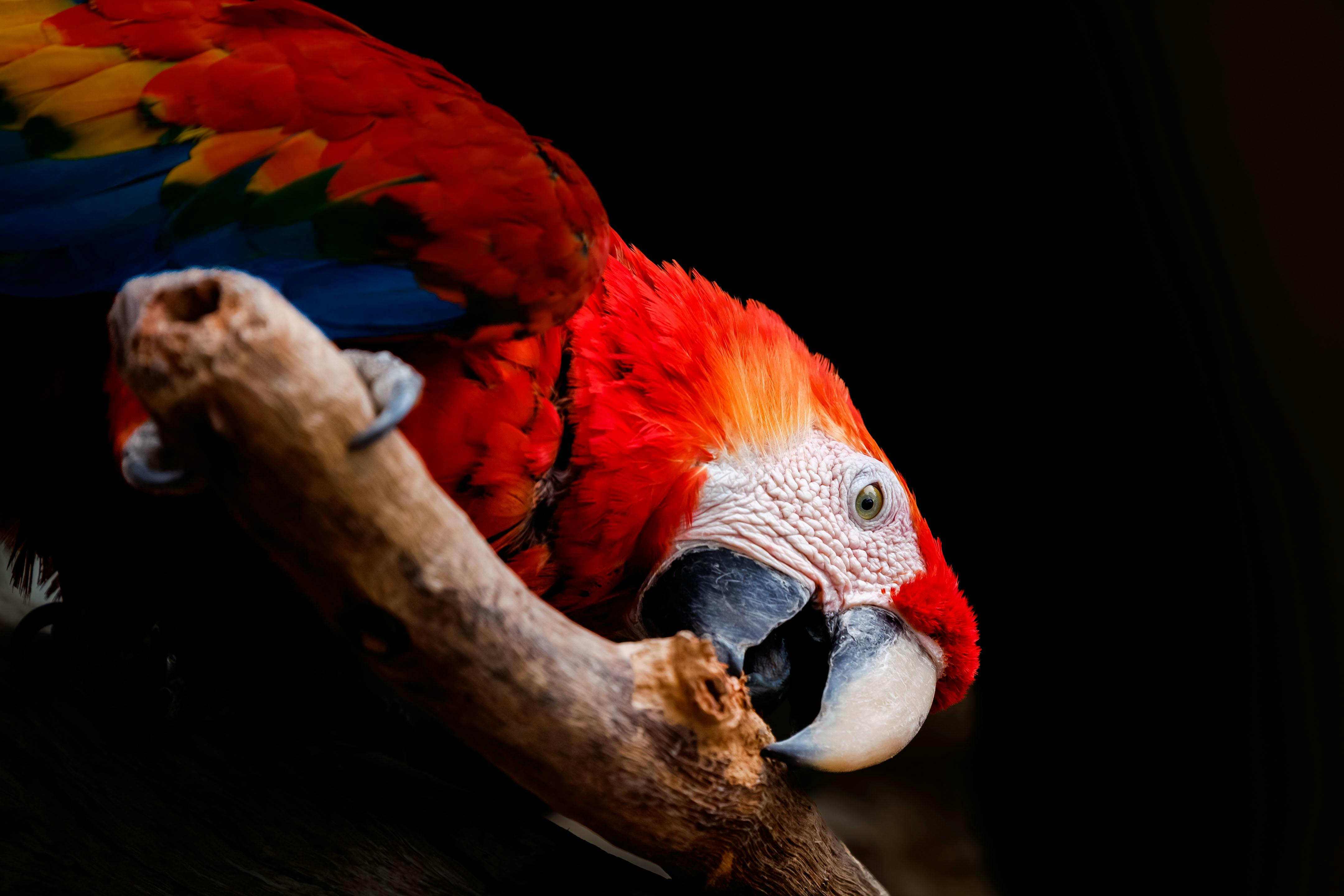 Stunning close-up of a Scarlet Macaw, showcasing vivid red and blue plumage.