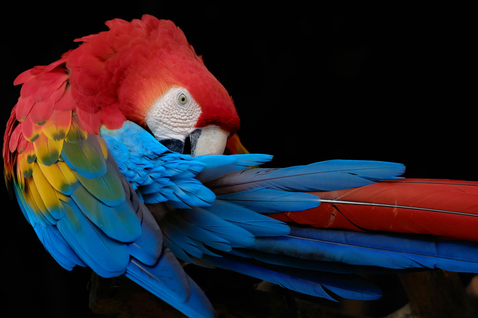 Colorful Macaw Parrot