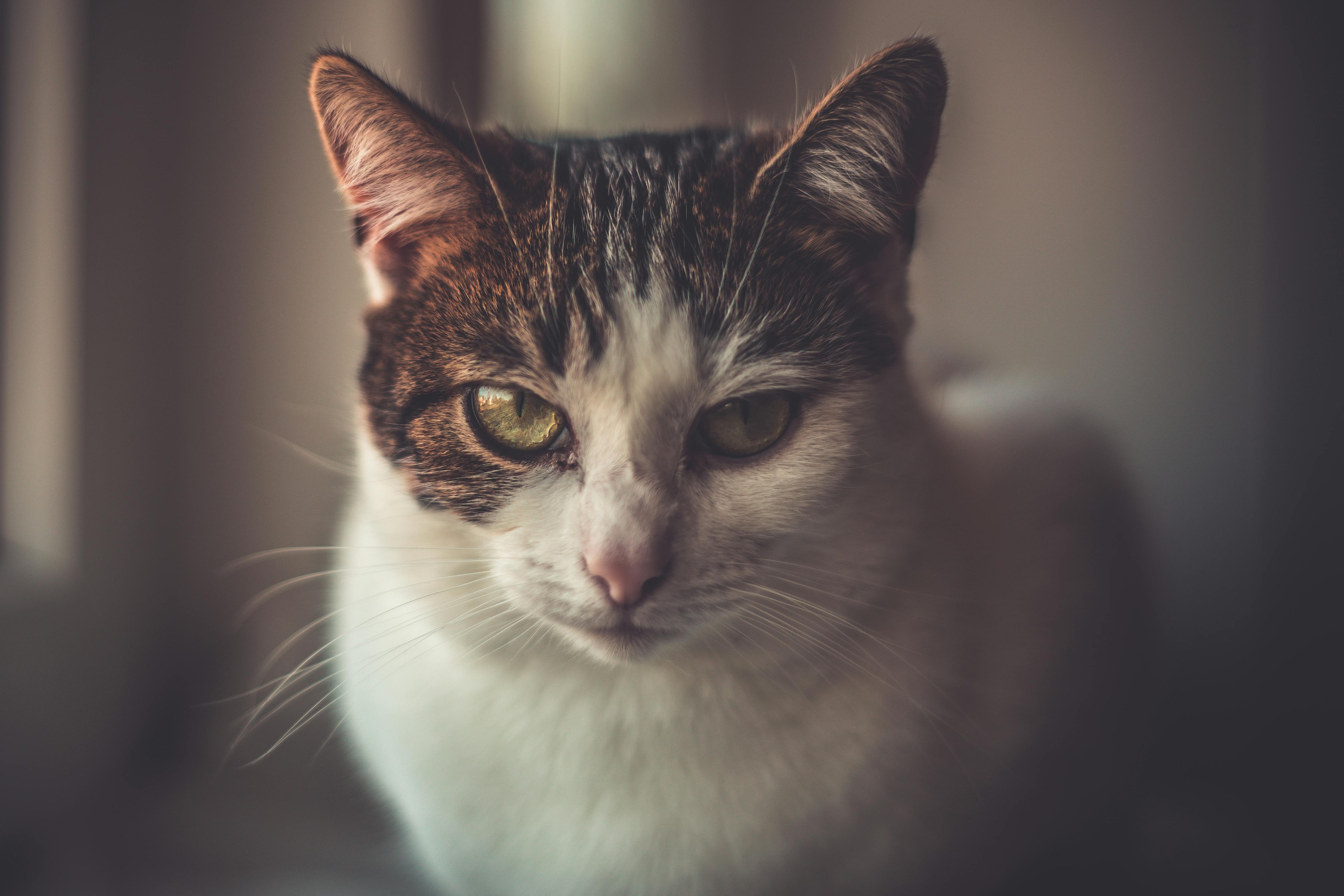 shallow focus photo of white and brown cat