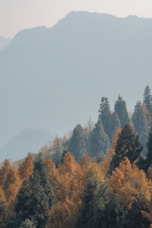 Trees in a Valley in Fall