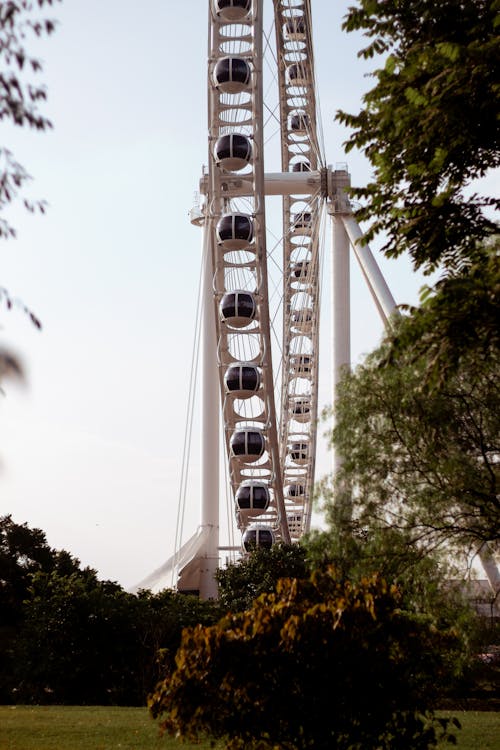 Ferris Wheel behind Trees Growing in Park