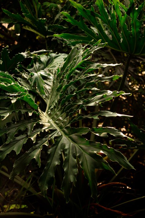Free Close-up of a lush tropical philodendron leaf with sunlight filtering through the foliage. Stock Photo