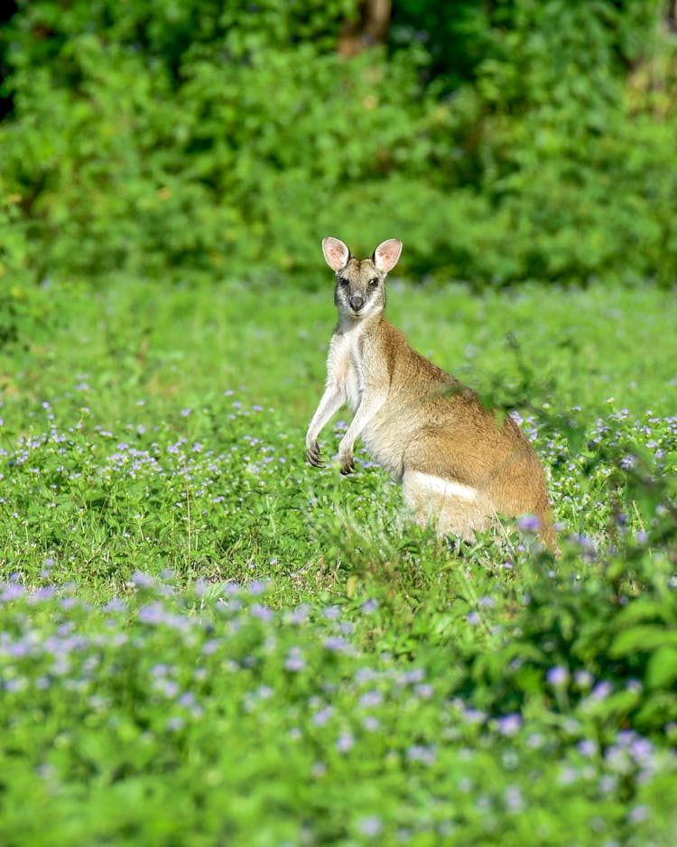 Kangaroo Standing In Grass