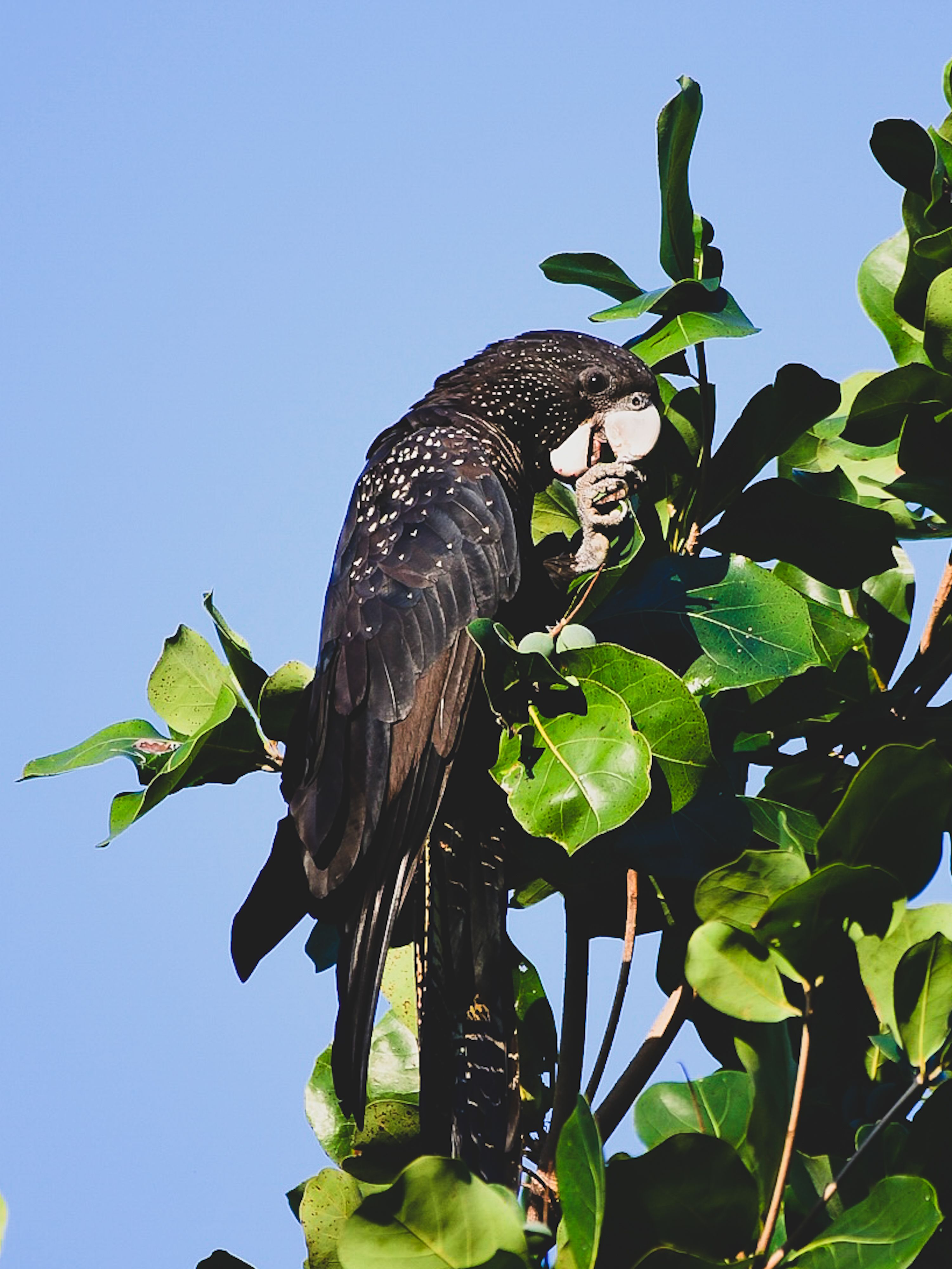 Close-up of a Black Parrot on a Tree Branch · Free Stock Photo