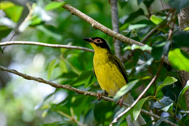 Bird On Bush