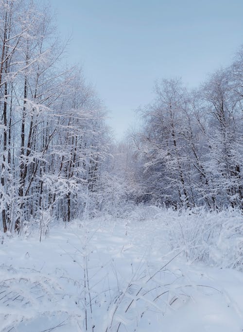 Free Forest Trees and a Field Covered in Snow  Stock Photo