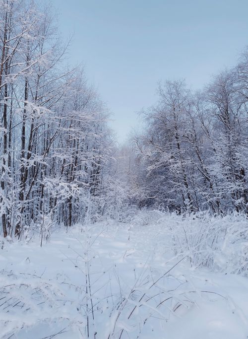 Free A tranquil winter forest scene with snow-laden trees under a clear blue sky. Stock Photo