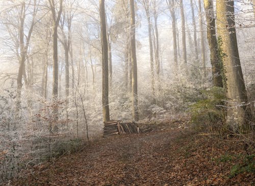 Foto profissional grátis de árvores, floresta, garoa