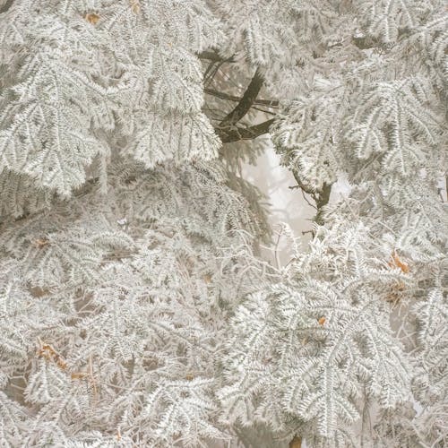 Бесплатное стоковое фото с ветви, зима, иглы