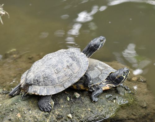 Free Two tortoises basking on a rock beside a tranquil lake, showcasing natural wildlife. Stock Photo