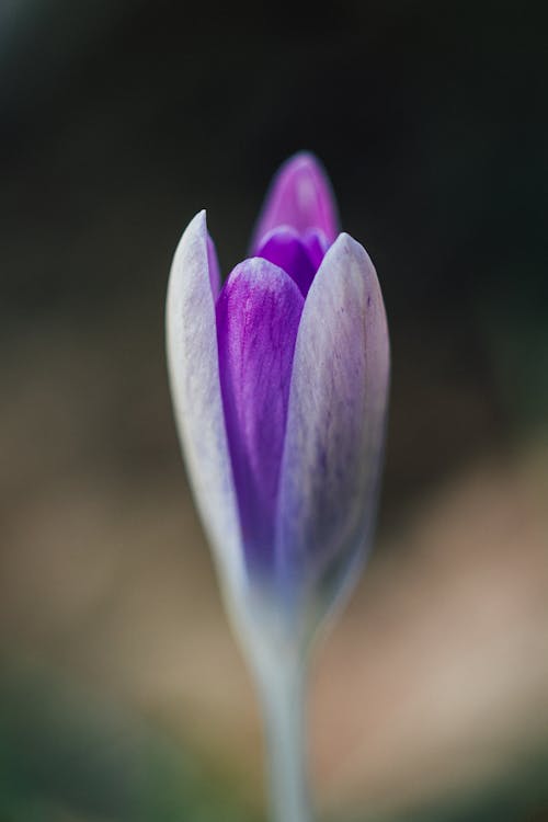 Foto profissional grátis de 100 mm, aumento, beleza na natureza