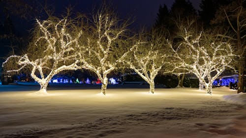 Group of Trees With White Christmas Lights