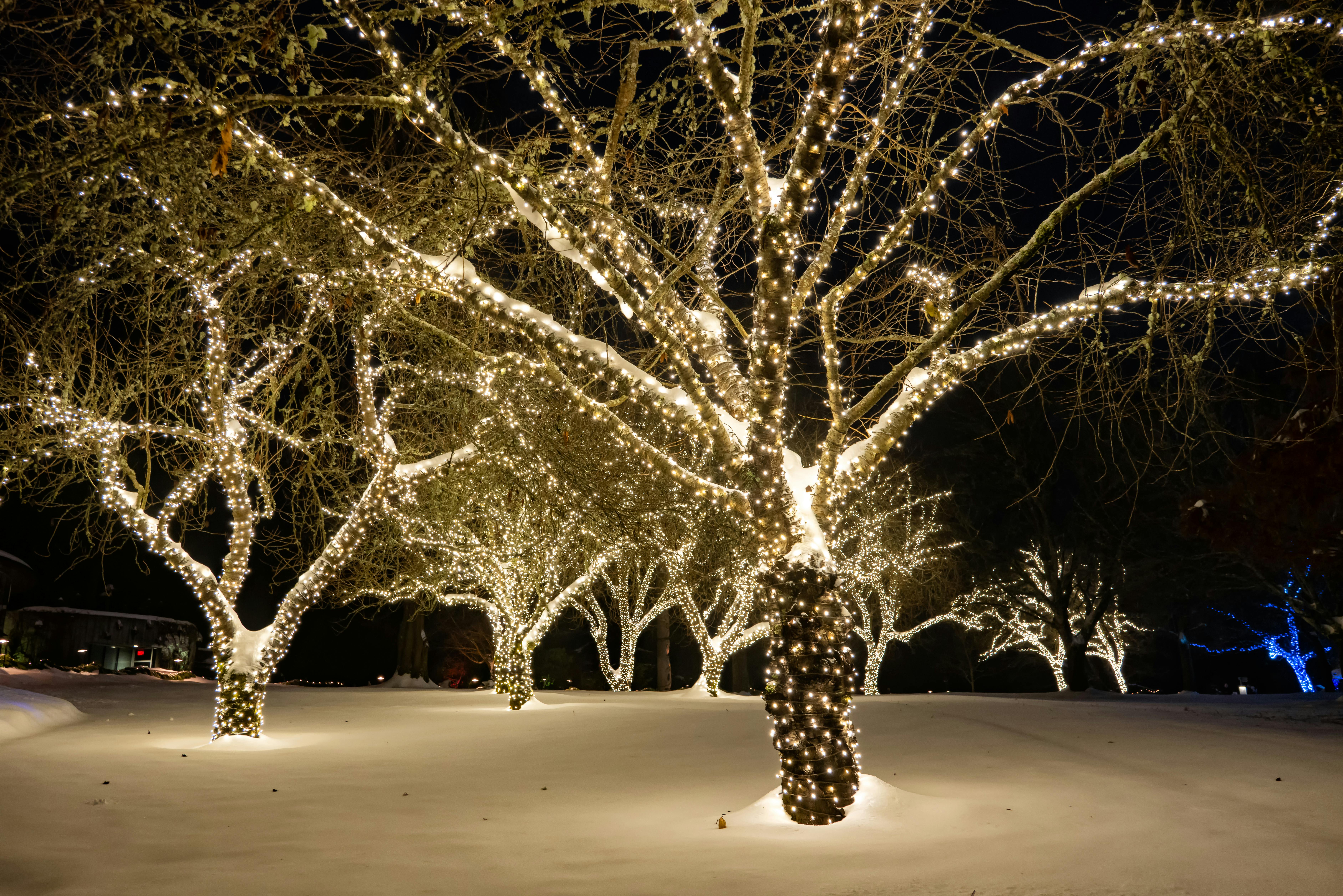 full lit tree with christmas lights