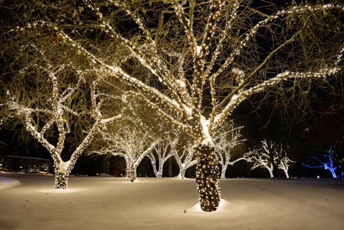 Full Lit Tree With Christmas Lights