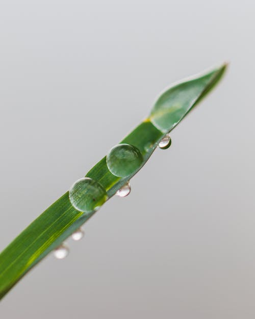 Dew Drops on Leaf