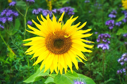 Ilmainen kuvapankkikuva tunnisteilla auringonkukka, eläin, kasvi