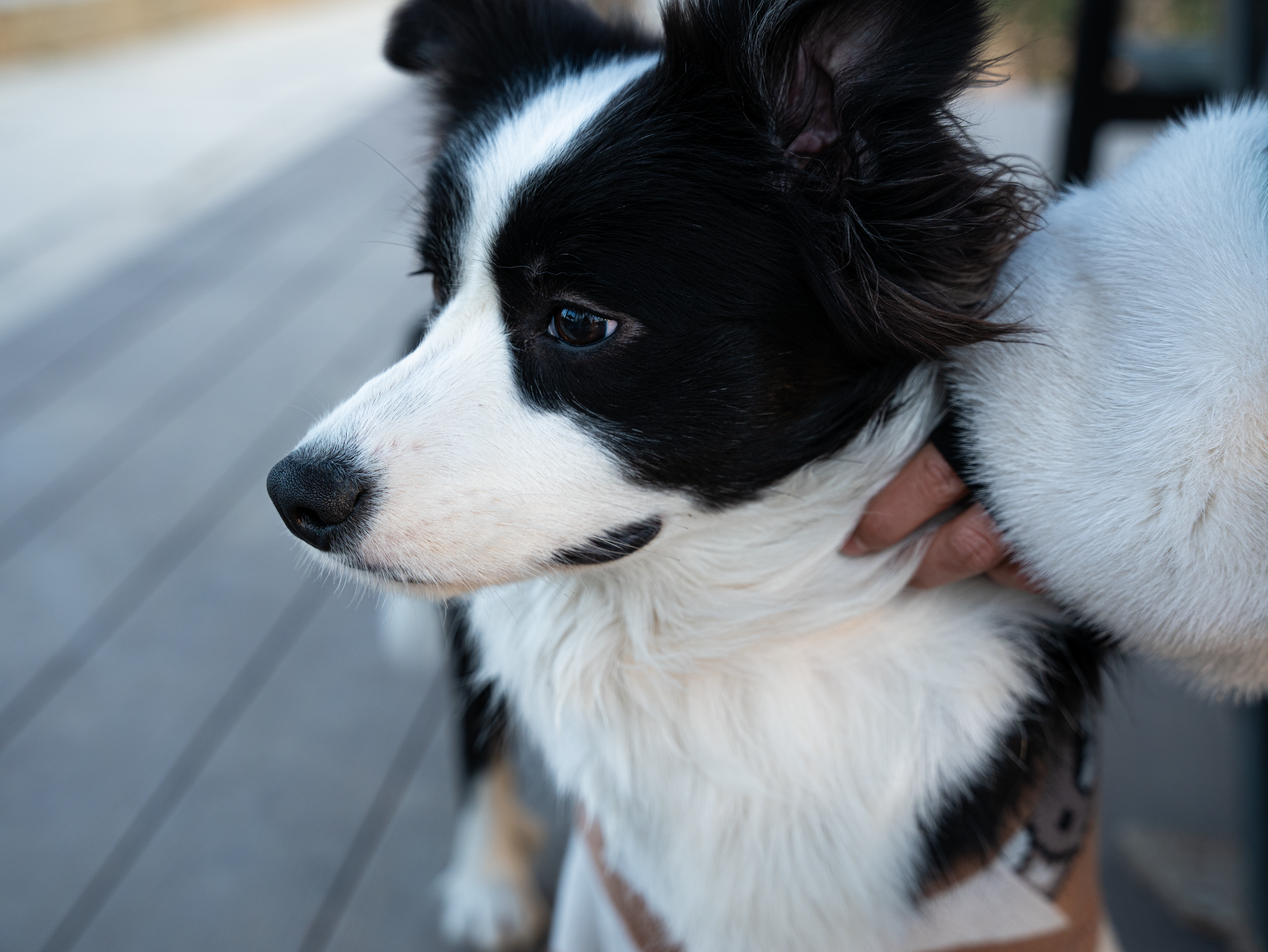 Portrait of a dog at a veterinary clinic