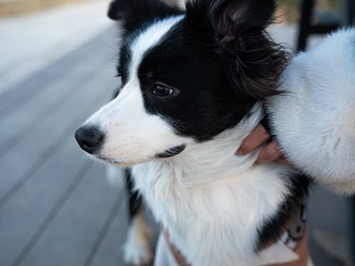 Foto stok gratis anjing, border collie, cute