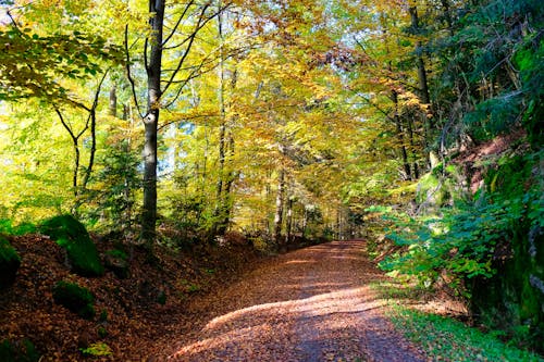Dirt Road among Autumn Trees