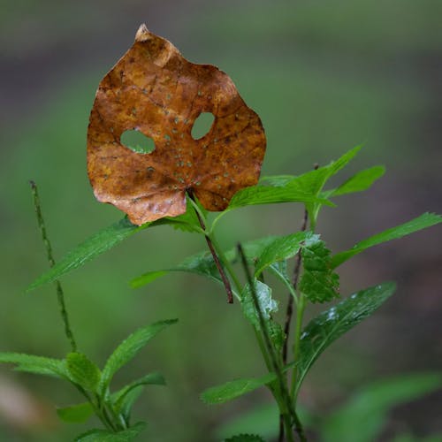 Free stock photo of fear, forest, leaf