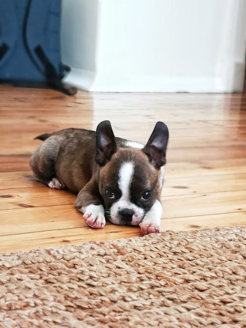 Δωρεάν στοκ φωτογραφιών με boston terrier, γλυκούλι, διασκέδαση