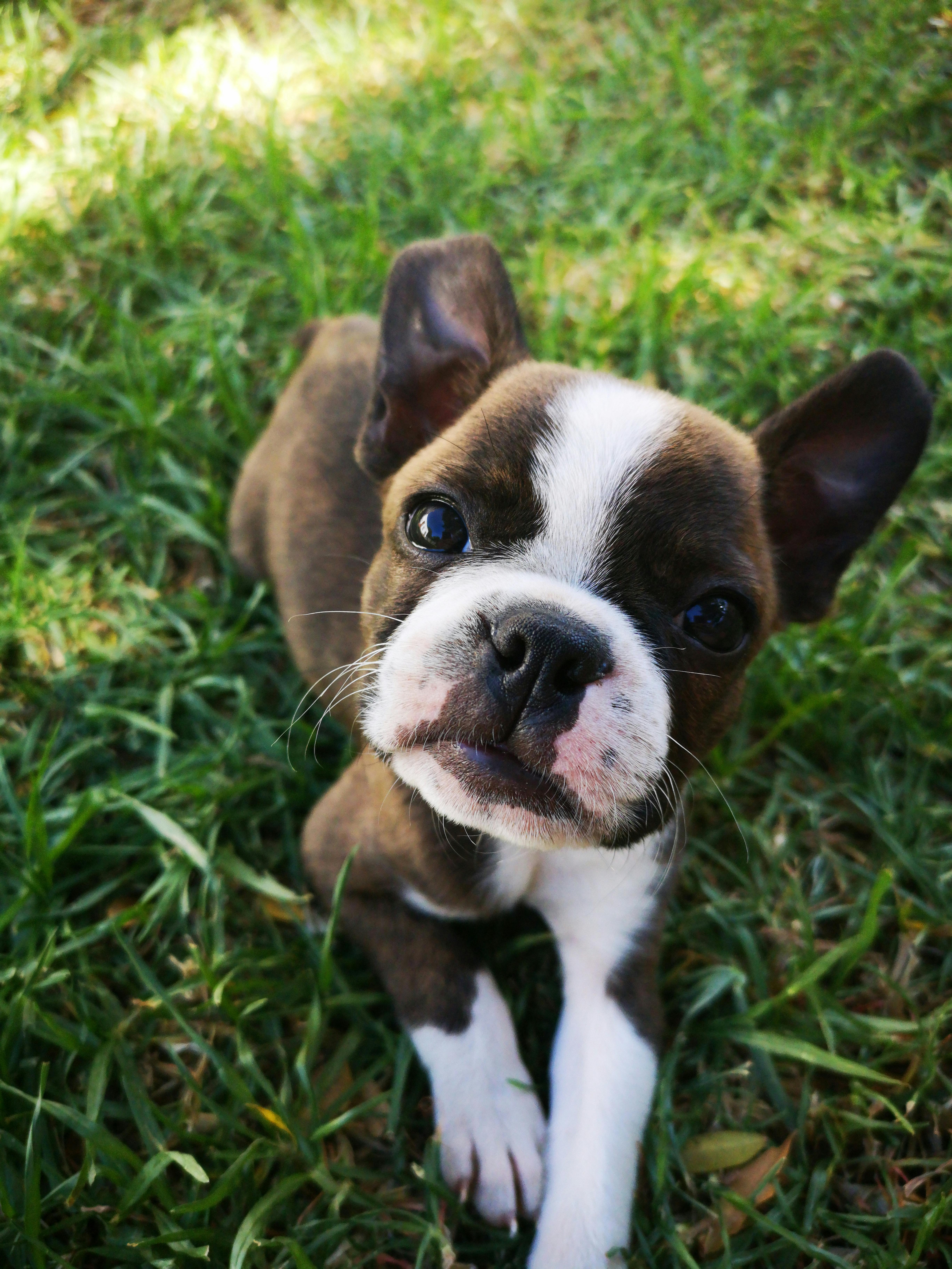 photo of brown and white boston terrier puppy sitting on grass