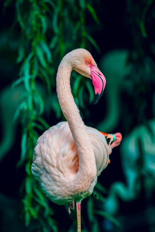 Close-up of a Greater Flamingo 