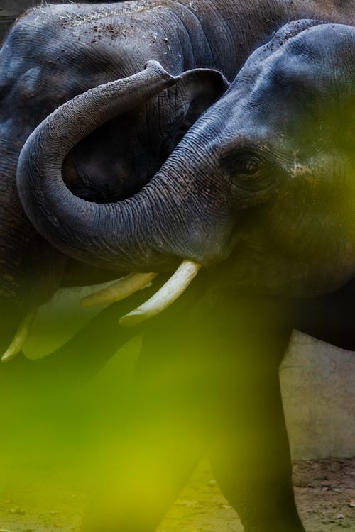 Foto profissional grátis de cabeça, elefante, fotografia animal