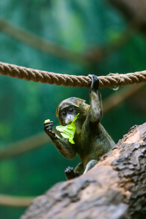 Baby Monkey Eating Leaf