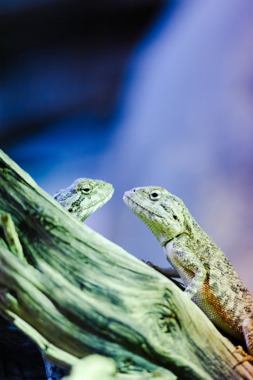 Close-up of Chameleons Sitting on Branch 