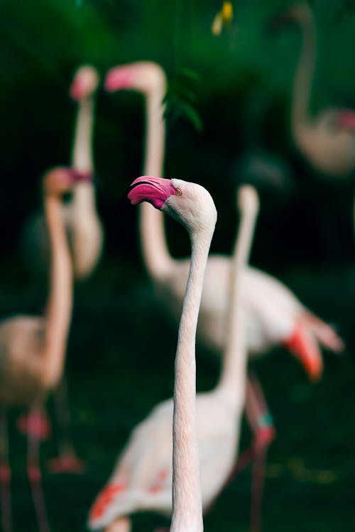 Gratis arkivbilde med dyrefotografering, dyreverdenfotografier, flamingo