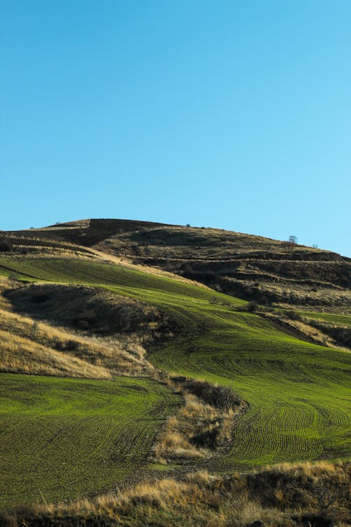 Immagine gratuita di azienda agricola, campagna, campo