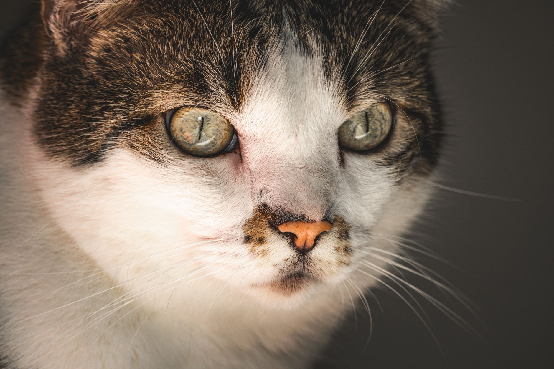 Close-up cat portrait showing detail and expression for royal painting reference