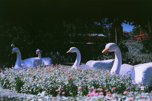 夏天, 天鵝, 春天 的 免費圖庫相片
