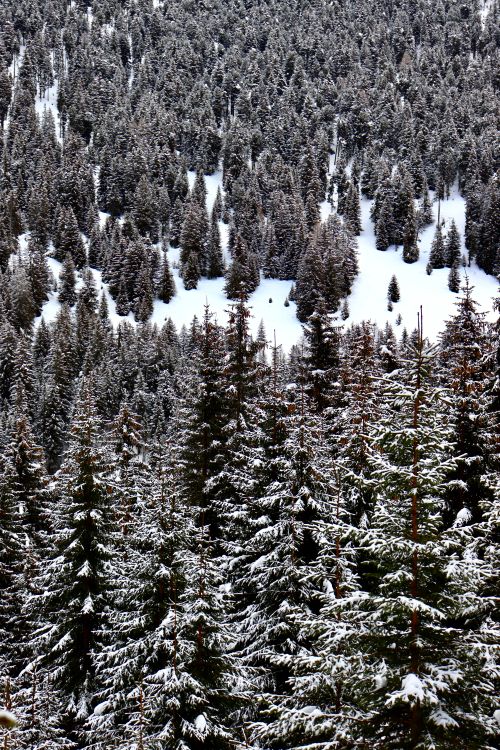Free Aerial view of a snow-covered coniferous forest in Trentino-Alto Adige, Italy. Stock Photo