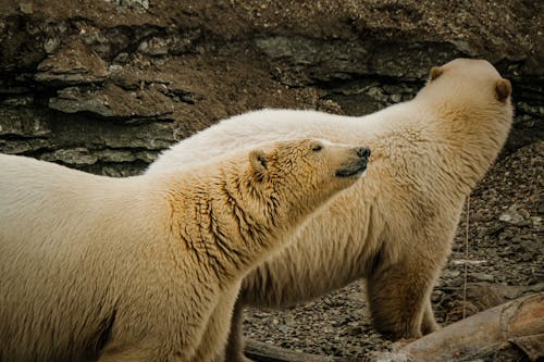 一起, 動物攝影, 北極 的 免费素材图片