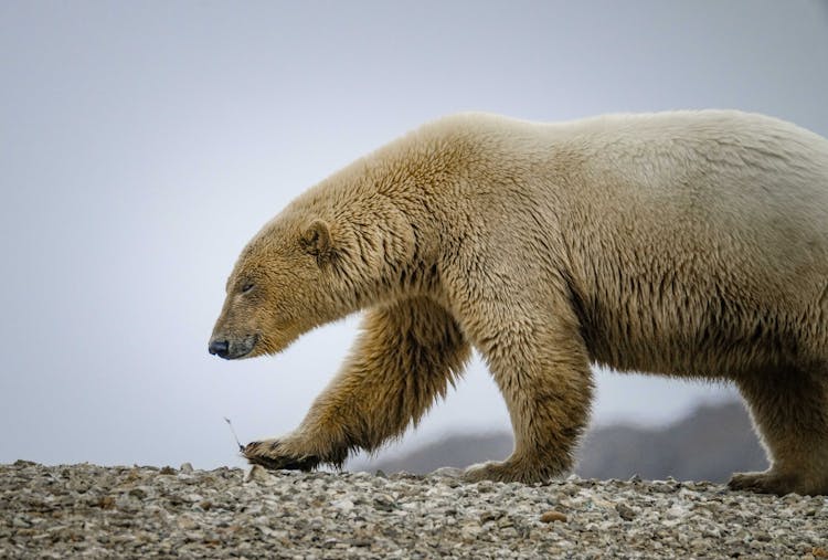 Photo Of A Walking Bear 