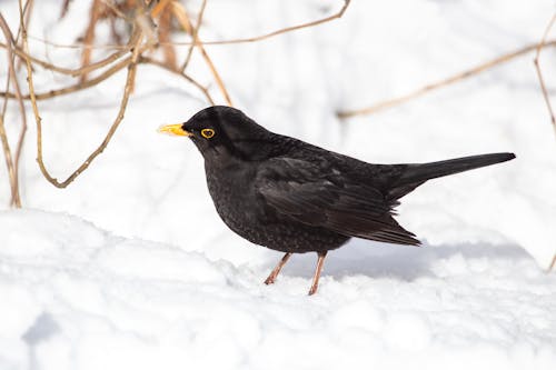 Kostnadsfri bild av djurfotografi, fågel, fågelskådning