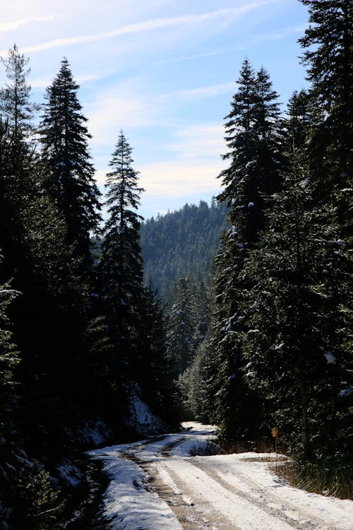 Winter Landscape with Forest