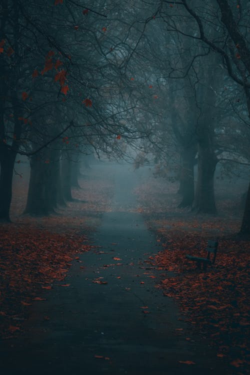 Foggy Park in Autumn 