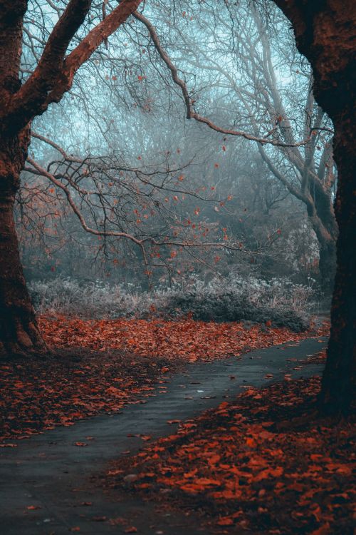 Autumn Leaves on the Ground in a Park · Free Stock Photo