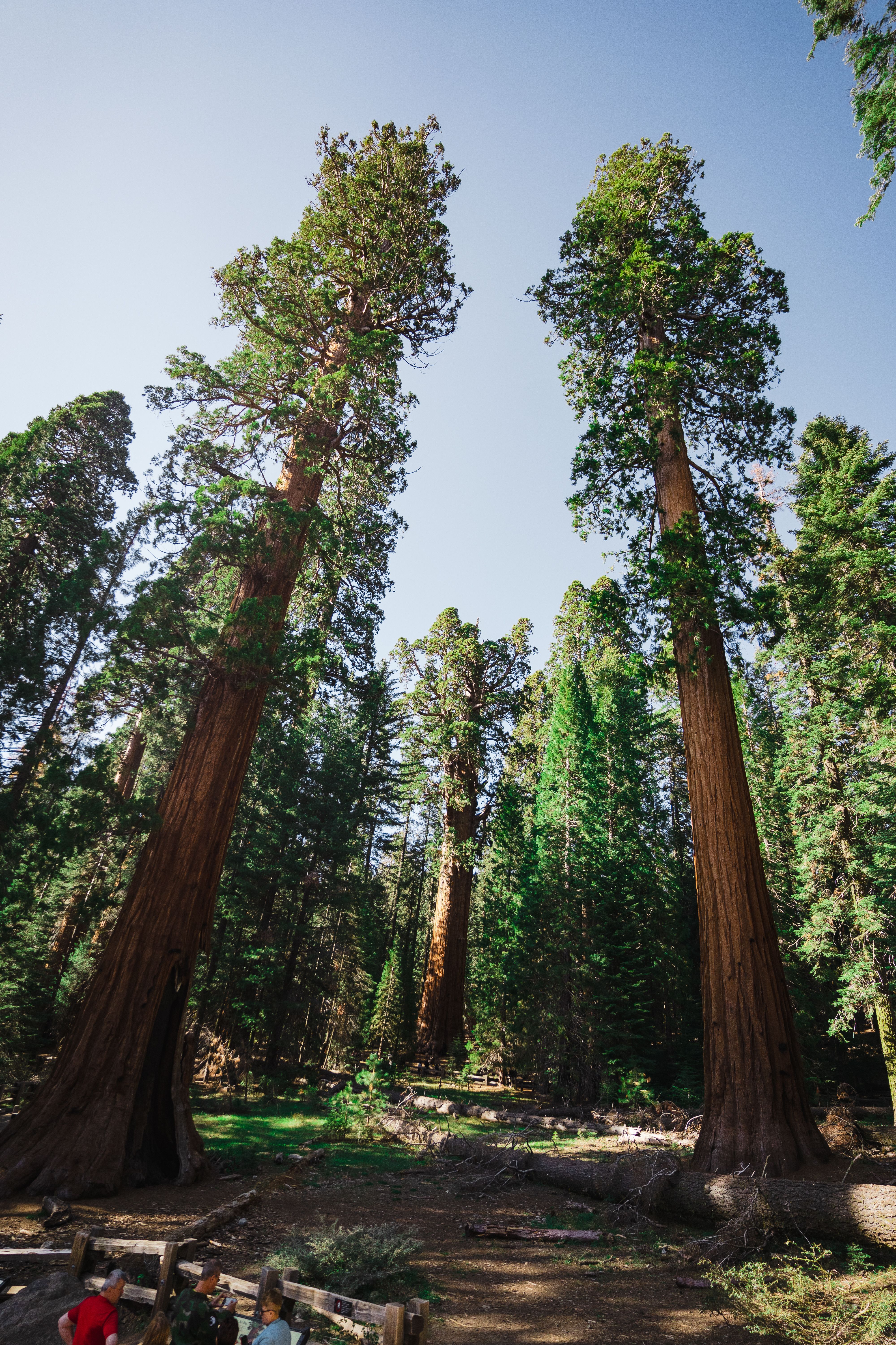 Tall redwood trees reaching towards the sky in a serene forest setting with vibrant greenery.