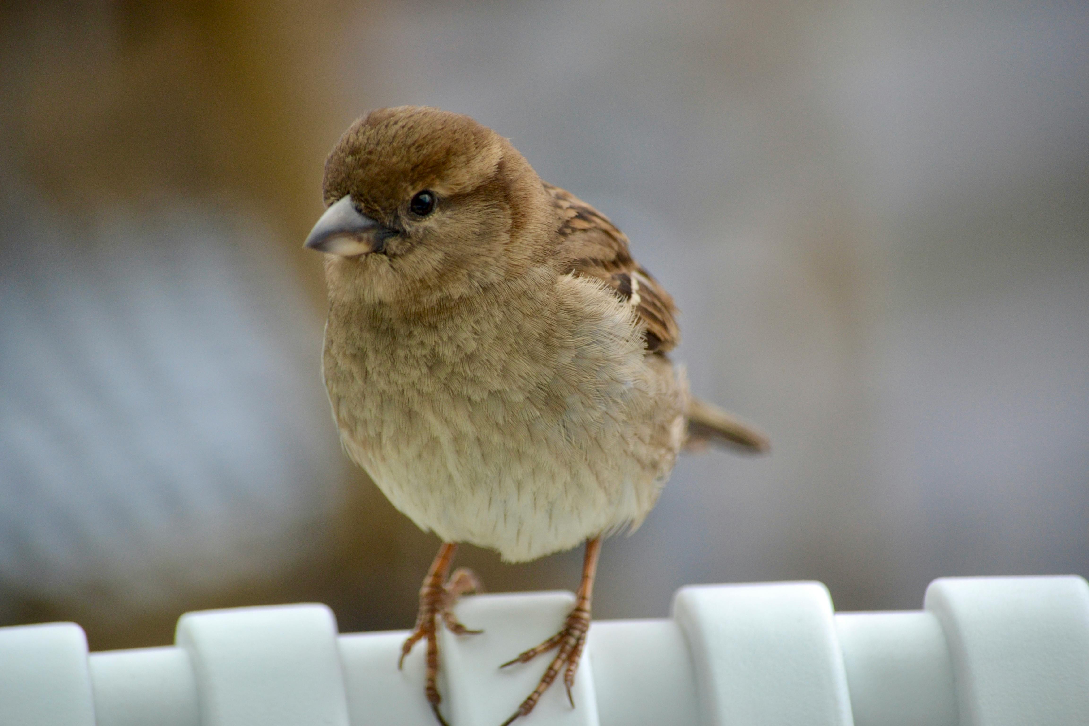 bird on chair