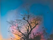 一棵树木的轮廓映衬着充满活力的日落天空，引人注目，捕捉到了大自然的美丽